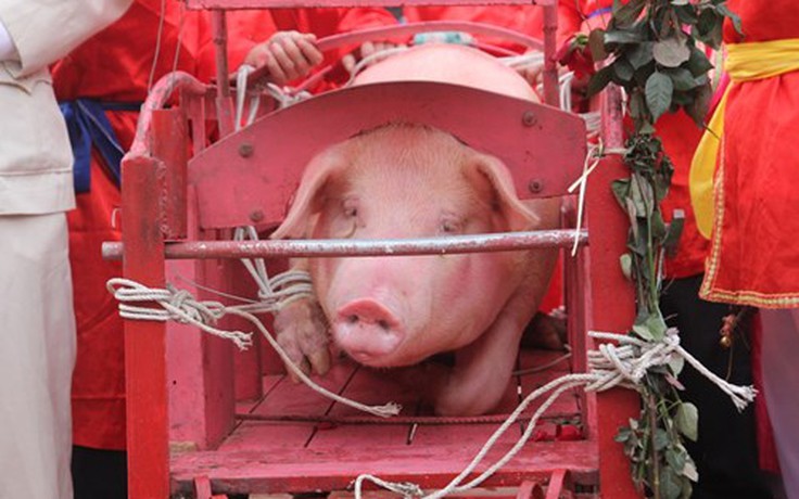 Duy trì tục chém lợn trong lễ hội Ném Thượng
