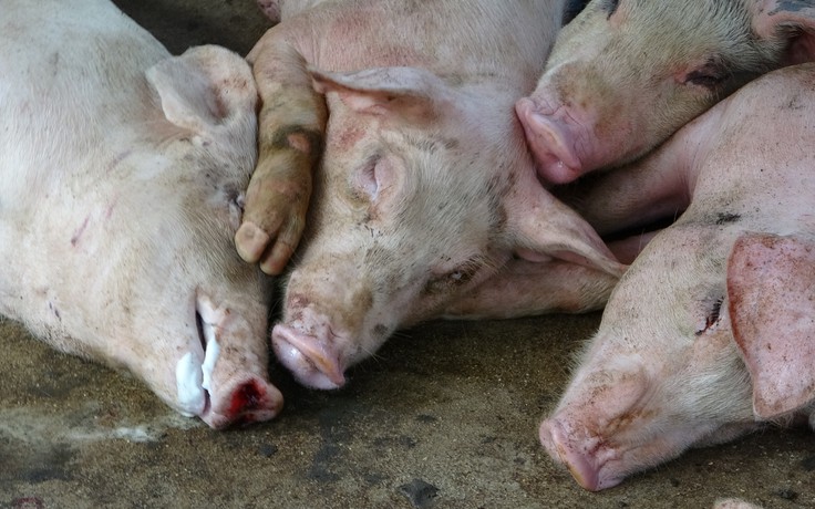 Lợn mắc dịch tả lợn châu Phi hơn 14 ngày vẫn chưa chết?