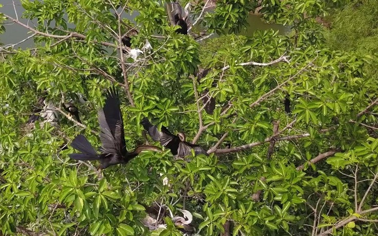 Hàng trăm con chim cổ rắn quý hiếm tụ về Bửu Long đã 10 năm nay