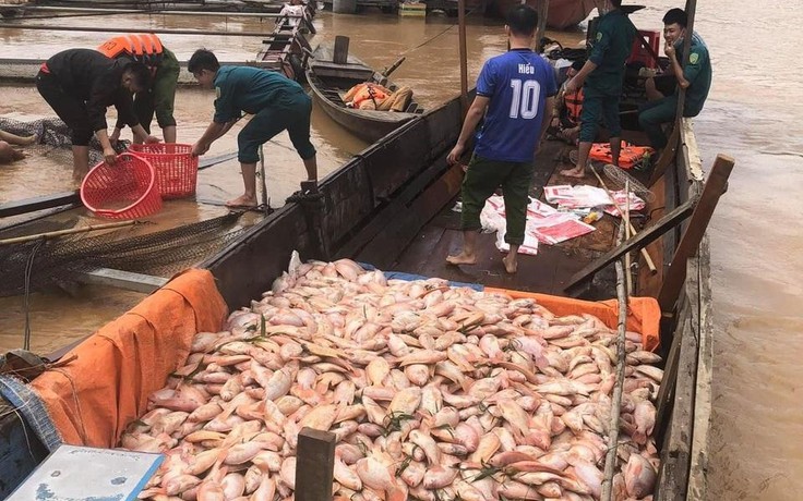 Ảnh hưởng bão số 8 khiến 755 tấn cá bè chết trên sông Đồng Nai