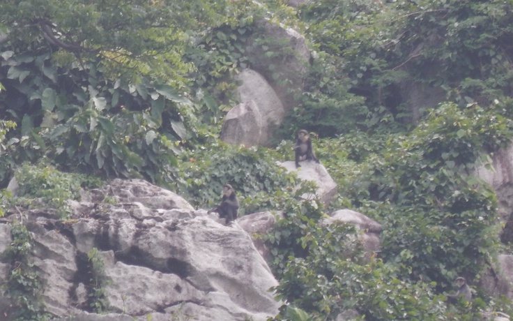 Đồng Nai: 7 đàn voọc chà vá chân đen với gần 200 cá thể ở núi Chứa Chan