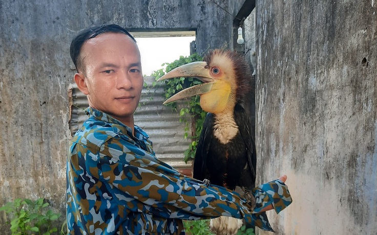 Đồng Nai: Chim niệc mỏ vằn quý hiếm mất tích khi đang được nuôi cứu hộ