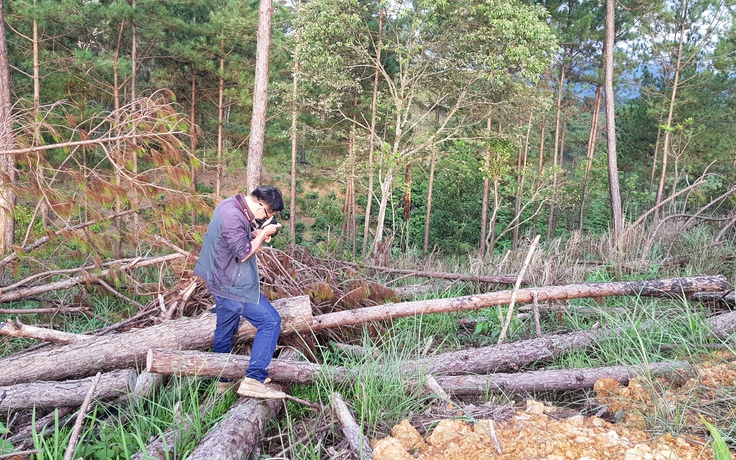 Vụ hàng ngàn cây thông bị triệt hạ: Tạm đình chỉ công tác phó chủ tịch xã