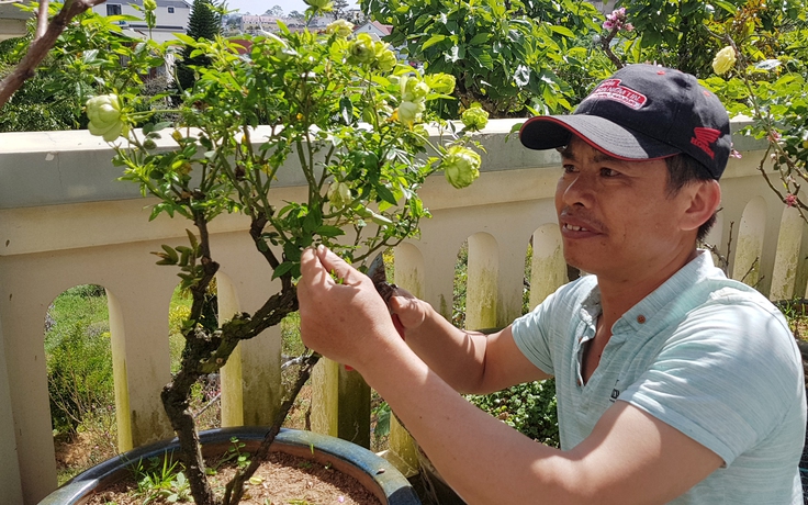 [ẢNH] Độc đáo bonsai hoa hồng xanh