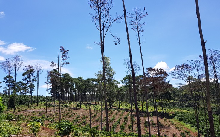 Tan nát rừng thông cộng đồng ở Lâm Đồng
