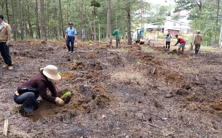Kẻ trục lợi phân lô rừng thông để bán, chính quyền Đà Lạt 'chữa cháy'