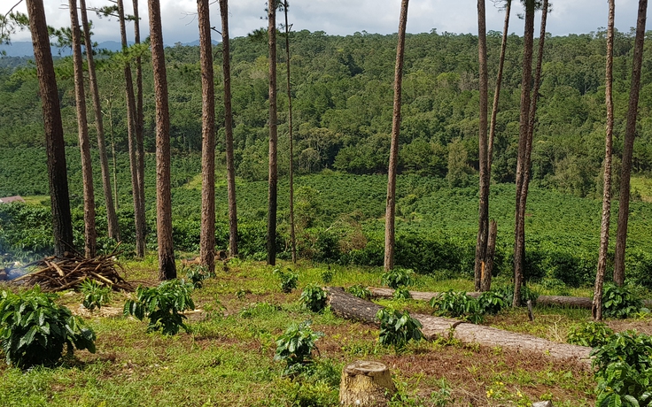"Biến" đất rừng thành đất trồng cà phê, một doanh nghiệp bị phạt 241 triệu đồng