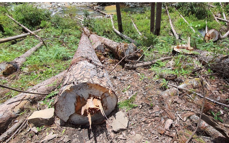 Liên tục xảy ra những vụ phá rừng trái phép ở Lâm Đồng