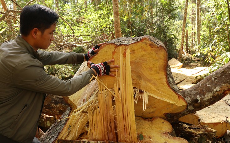 Lâm Đồng: Xử lý thuyên chuyển nhiều cán bộ để xảy ra phá rừng nghiêm trọng