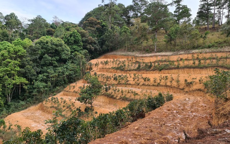 Lâm Đồng: Để san ủi đất rừng trái phép, 2 cán bộ bị tạm đình chỉ công việc