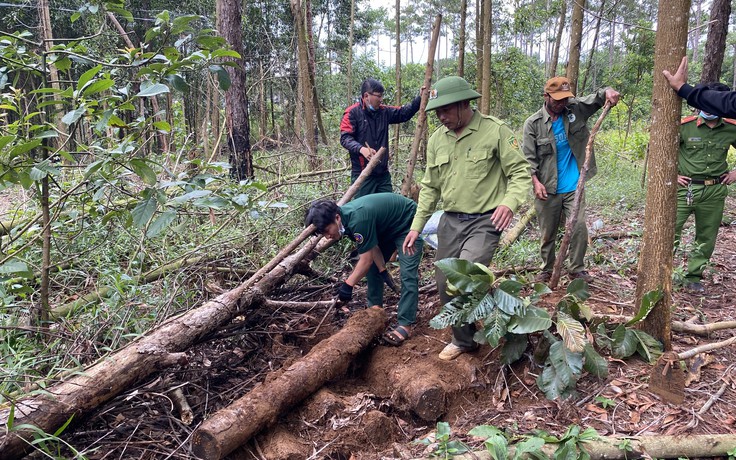 Lâm Đồng: Lại phát hiện nhiều hố chôn lấp cây thông bị cưa hạ trái phép để phi tang