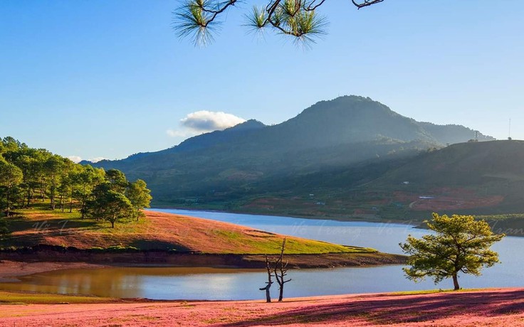Mùa hội cỏ hồng Lang Biang 2022 diễn ra ở gần khu vực cây thông cô đơn