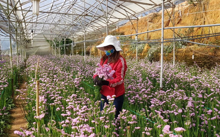 Sản lượng hoa cắt cành ở Lâm Đồng đạt hơn 3,6 tỉ cành