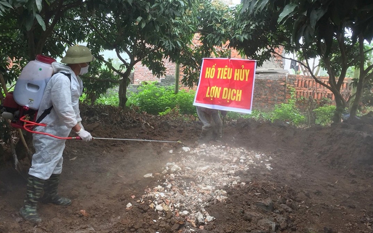 Dịch tả lợn châu Phi lan đến Quảng Ninh