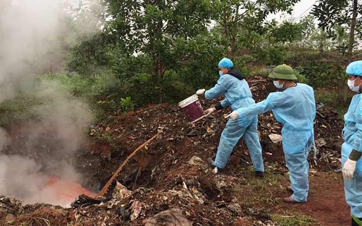 Quảng Ninh lên phương án đưa lợn nhiễm dịch tả châu Phi vào nghĩa trang tiêu hủy