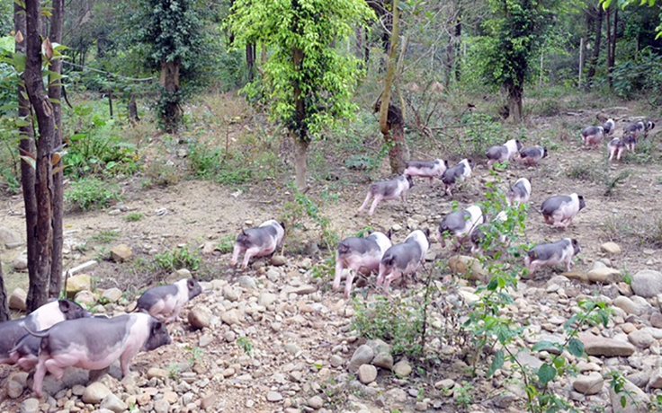 Quảng Ninh lên phương án đưa giống lợn quý ra đảo để bảo tồn