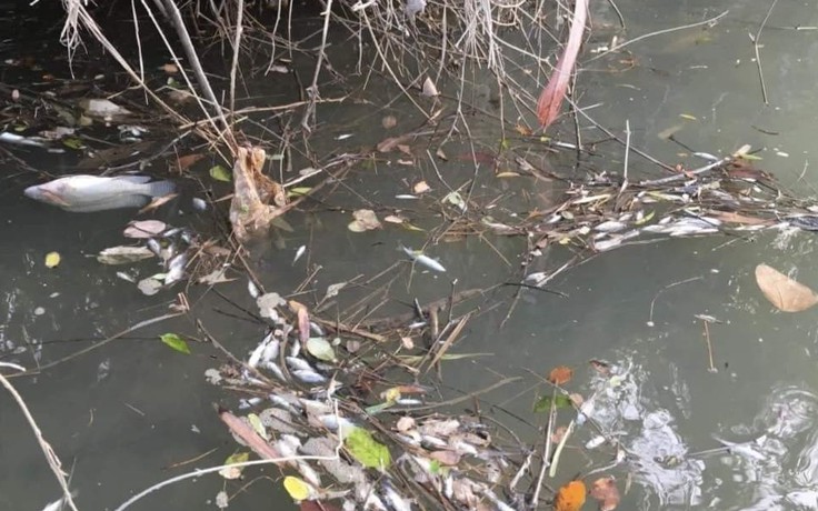 Điều tra vụ cá chết hàng loạt trên sông ở Quảng Ninh