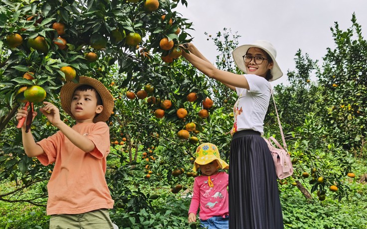 Giới trẻ đổ xô đến ‘thiên đường’ cam Vân Đồn 'check-in'