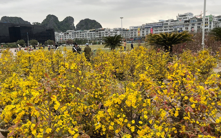 28 tháng Chạp: Chợ hoa lớn nhất Quảng Ninh ế ẩm, lo đào thành củi khô