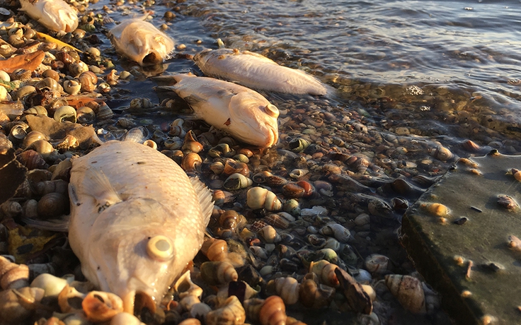 Cá Hồ Tây chết hàng loạt kể từ đầu đợt nắng nóng