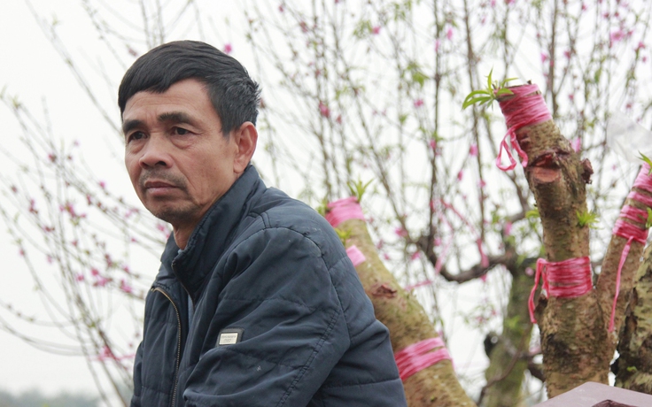 Công an Bắc Ninh chỉ đạo điều tra vụ phá hoại 147 gốc đào trước Tết