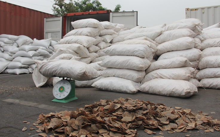 Hải quan Hải Phòng phát hiện hơn 8 tấn vẩy tê tê nhập lậu