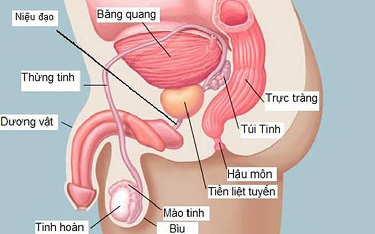 Nghi vấn virus SARS-CoV-2 ẩn náu trong tinh hoàn, phá hoại sức khỏe tình dục nam giới Nghi vấn virus SARS-CoV-2 ẩn náu trong tinh hoàn, phá hoại sức khỏe tình dục nam giới