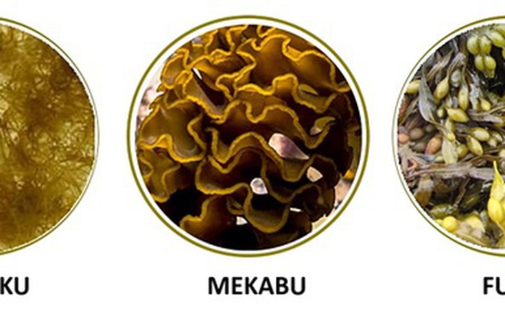 Hoạt chất Fucoidan với hệ miễn dịch