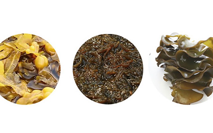 Hoạt chất Fucoidan trong việc bảo vệ sức khỏe người bệnh đái tháo đường