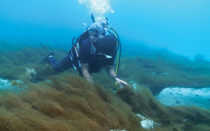 Lợi ích của tảo nâu Okinawa mozuku với sức khỏe
