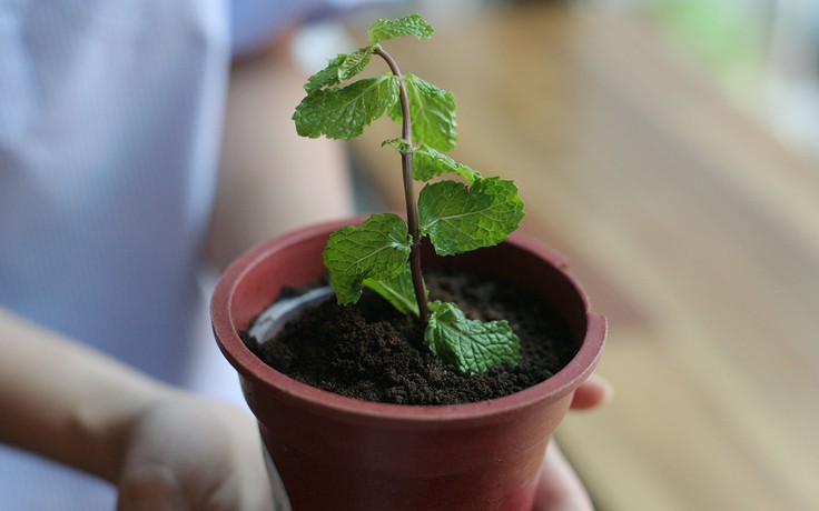 Ngỡ ngàng với 'chậu cây' ăn được