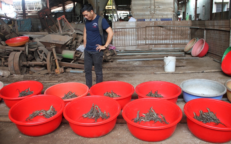 Trộm bịt mặt đột nhập trại nuôi cuỗm 300 con cá sấu