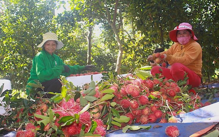 Chôm chôm được mùa oằn đỏ trĩu cành, nhà vườn lo rớt giá