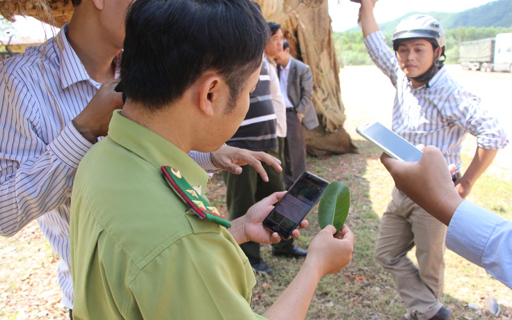 3 cây 'cổ thụ khủng' bị bỏ lại ở Thừa Thiên - Huế nghi là cây đa