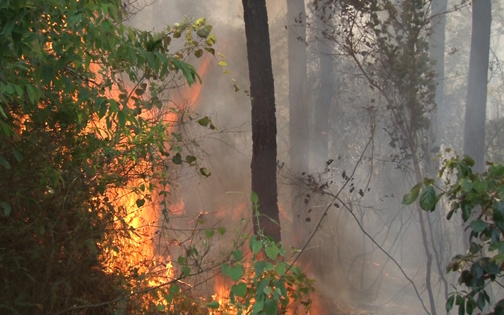 Gần 2 ha rừng thông cảnh quan bị thiêu rụi sau đám cháy