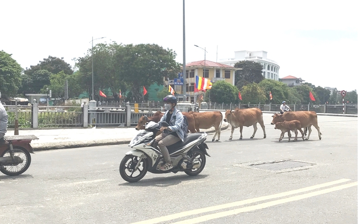 Bị phạt hành chính vì nuôi bò thả rong trên đường phố