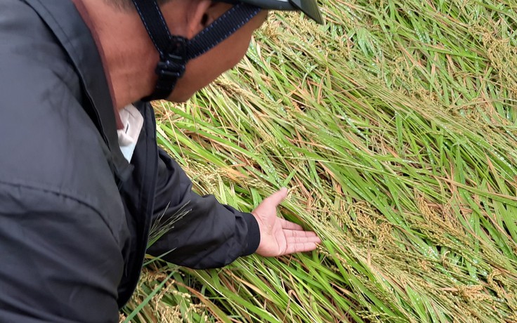 Thừa Thiên - Huế: Nông dân chảy nước mắt nhìn lúa ngã rạp đồng sau mưa