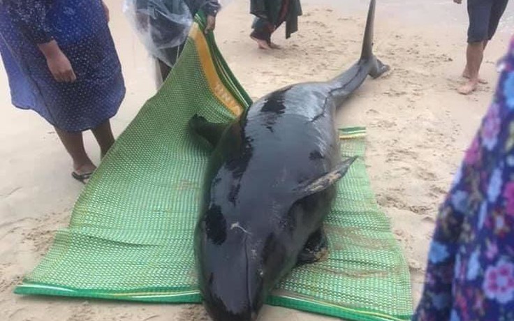 Cá voi xanh nửa tấn chết dạt vào bờ, người dân tổ chức mai táng