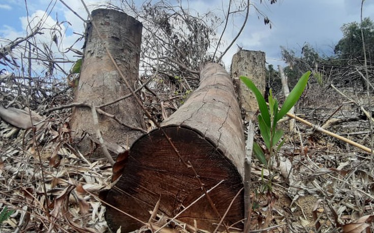 Khởi tố hình sự vụ án phá rừng đầu nguồn thủy điện Hương Điền