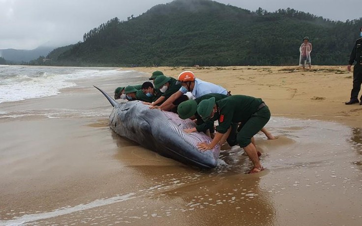 Thừa Thiên - Huế: Bộ đội biên phòng và người dân giải cứu cá voi gặp nạn