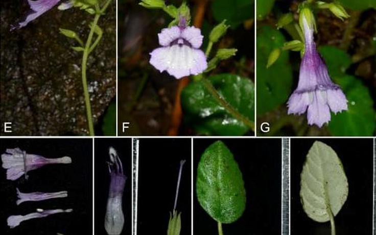 Phát hiện loài thực vật mới đặc hữu của Việt Nam chưa từng được biết tới