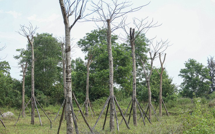 Thừa Thiên - Huế: Cây xanh thuộc dự án 11 tỉ đồng chết khô, chủ đầu tư nói 'chưa nghiệm thu'