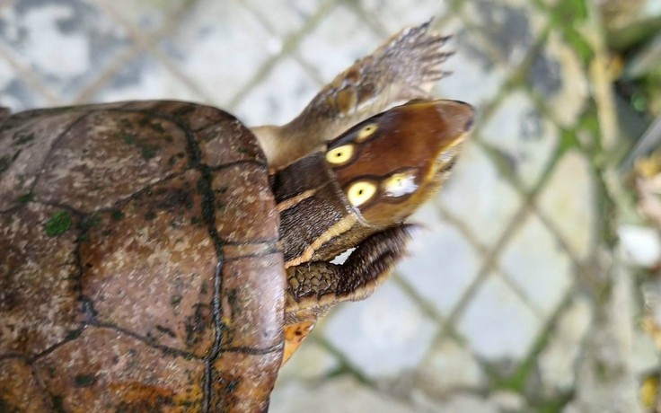 Thừa Thiên - Huế: Người dân bắt được rùa 4 mắt cực hiếm giao nộp cho kiểm lâm