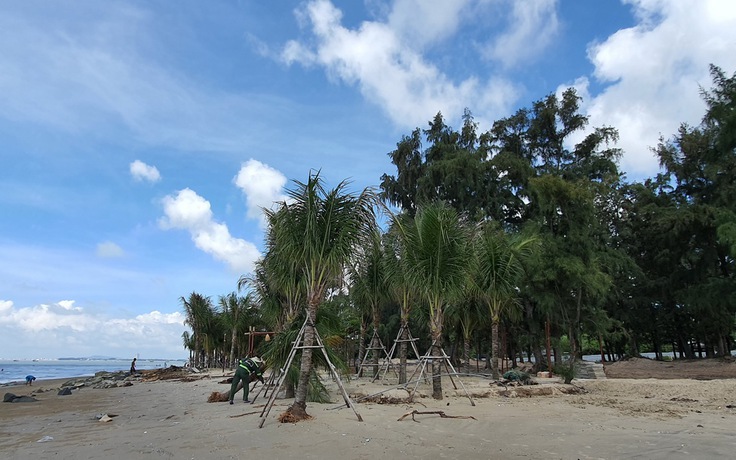 Bà Rịa - Vũng Tàu: Bãi biển Long Hải bị một công ty 'chiếm' để trồng dừa