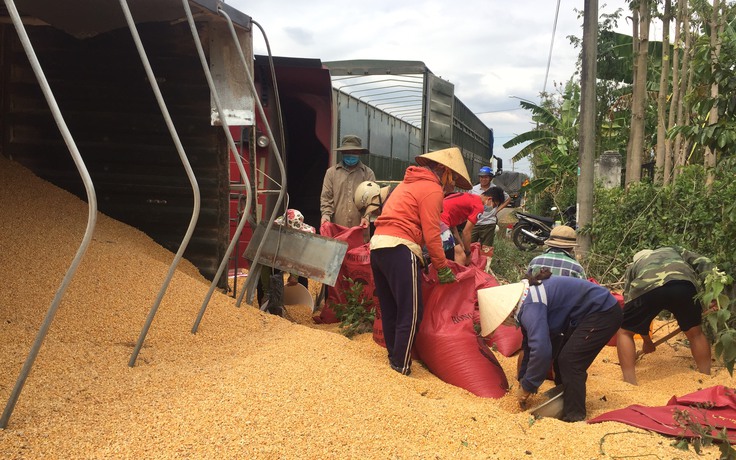 Chuyện cảm động ngày cận Tết: Nông dân phụ tài xế thu gom bắp hạt đổ trên đường