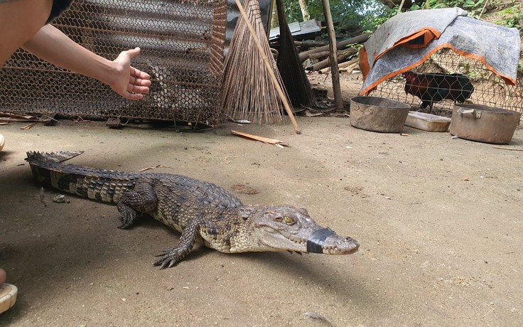 Bà Rịa - Vũng Tàu: Người dân lại bắt được cá sấu trong hồ Châu Pha