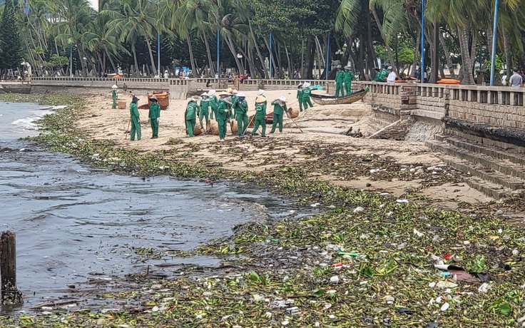 Vũng Tàu: Cả trăm tấn rác, lục bình ùn ùn dạt vào Bãi Trước