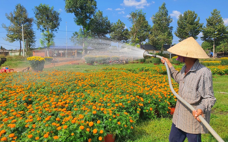 Nông dân thắng đậm mùa hoa cúc bán sạch trước tết, đặt hàng sẵn cho năm sau