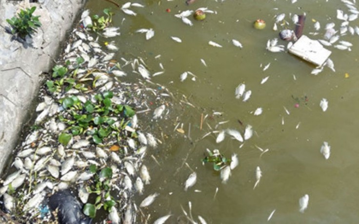 Cá chết tại hồ Tây có thể do cống xả thải hoặc tảo