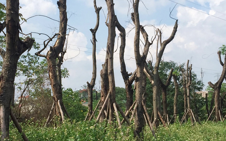 Nhiều cây xà cừ chết khô sau khi dịch chuyển về vườn ươm Yên Sở
